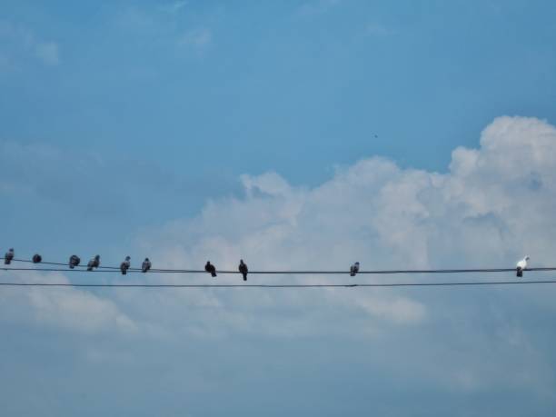 istock Many birds sitting on the power line, With a sky background 1128205413