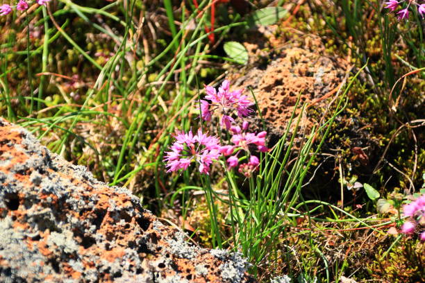 istock 1100 wetlands, ecology, environment, flowers, 1128205455