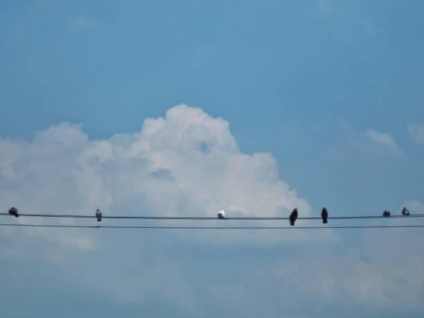 istock Many birds sitting on the power line, With a sky background 1128205489