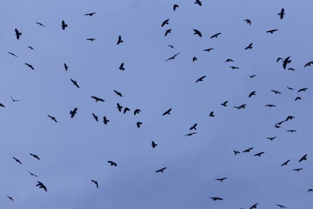istock Swarm of rooks (Corvus frugilegus) with a dark blue sky. 1128205620