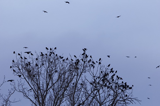 A swarm of rooks (Corvus frugilegus) on a resting tree at sunset.