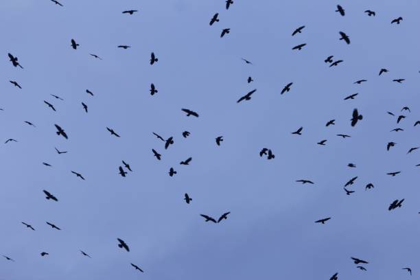 istock Swarm of rooks (Corvus frugilegus) with a dark blue sky. 1128205651