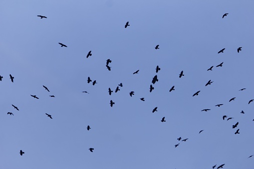 A swarm of rooks (Corvus frugilegus) at sunset with a dark blue sky.