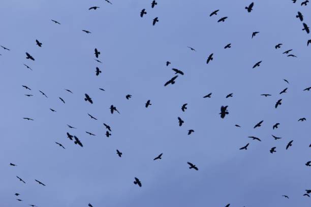istock Swarm of rooks (Corvus frugilegus) with a dark blue sky. 1128206290