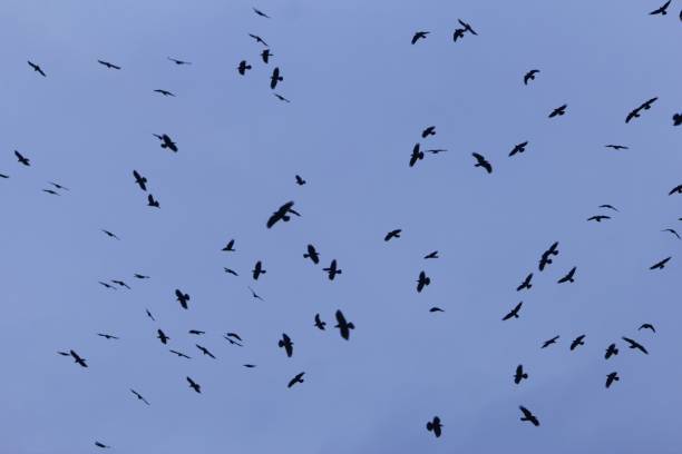 istock Swarm of rooks (Corvus frugilegus) with a dark blue sky. 1128206321