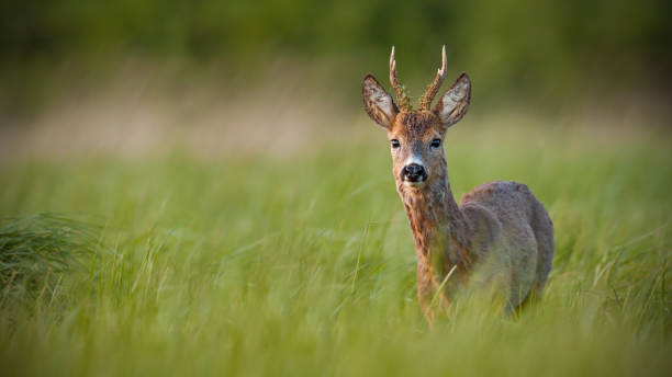 istock Roe deer, capreolus capreolus, buck in spring at sunset. 1128206341