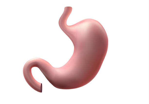 istock Human healthy stomach. Internal digestion organ.  design background vector medicine illustration.Stomach ulcer - high degree of detail 1128206836