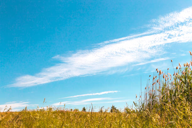 Natural abstract vegetable agricultural summer background with copy space. Grass in meadows and pastures of golden color and blue sky with beautiful clouds on a clear warm sunny day.