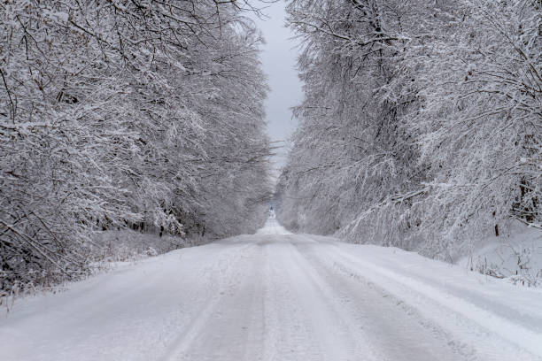 istock Road and trees covered in thick fresh white snow 1128208463