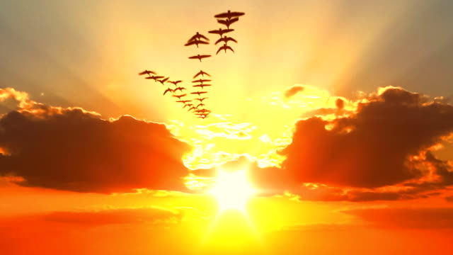 Sunset sky and migratory birds flock seen from opened window
