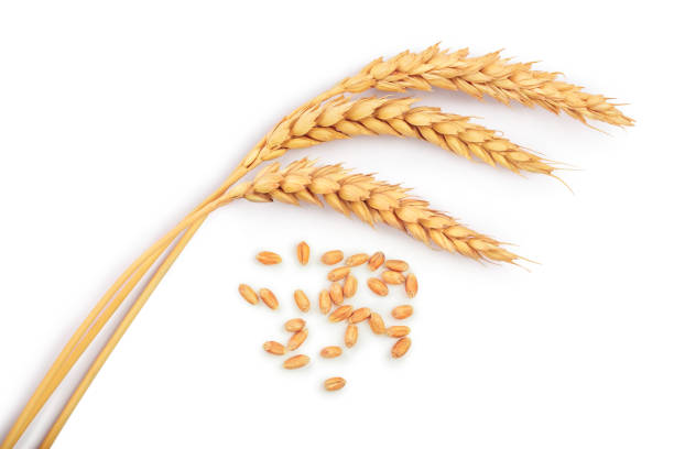 istock grain and ears of wheat isolated on white background. Top view 1128209211