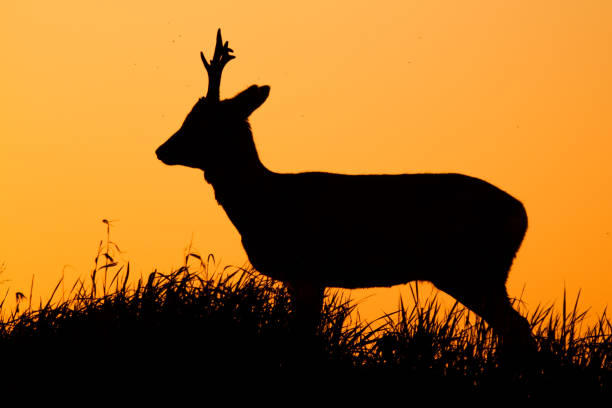Spotted Deer in  silhouette early on a foggy, winter morning,