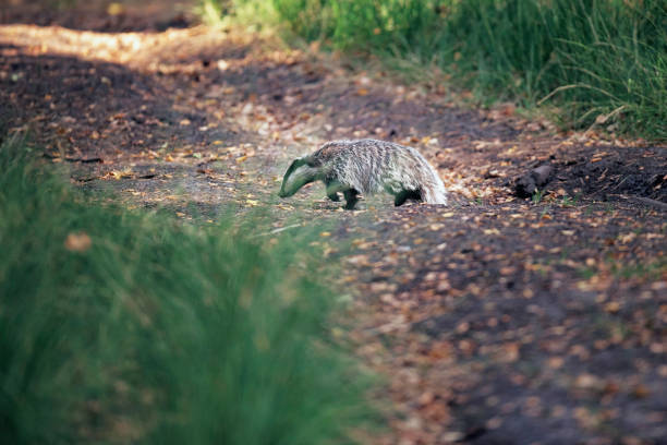 istock Badger crosses the forest trail. 1128210104