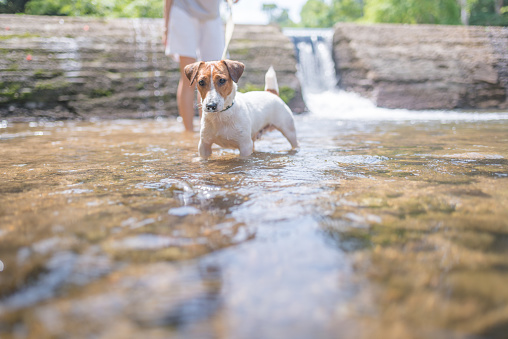 Little playful Jack Russell Terrier dog playing in waterfall