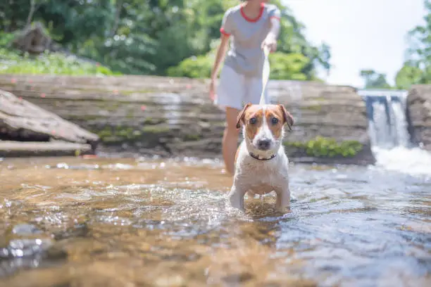 Photo of Little playful Jack Russell Terrier dog playing in waterfall