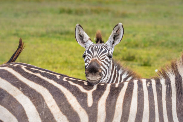istock Baby Zebra hiding behind Momma 1128211377