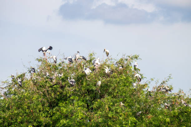 istock The crowd of pelicans perched on treetops 1128211881
