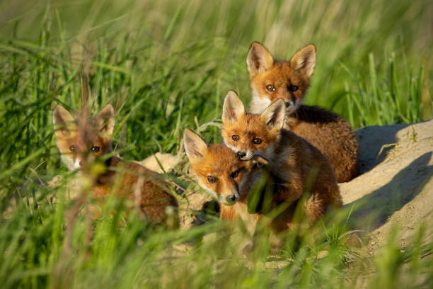 istock Red fox, vulpes vulpes, small young cubs near den playing. 1128212036