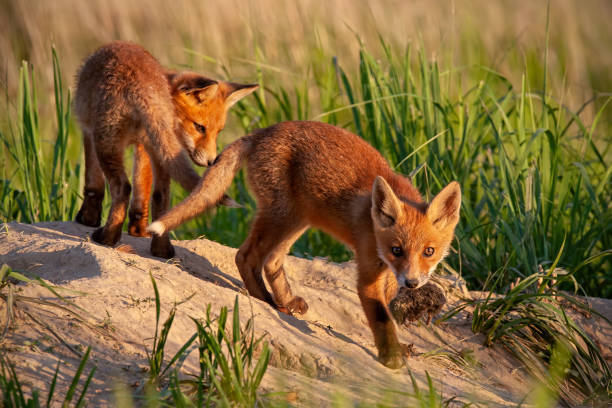 istock Red fox, vulpes vulpes, small young cubs near den playing. 1128212156