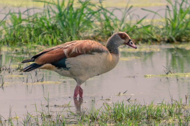 istock Egyptian Goose in the marsh 1128212705