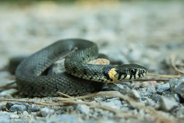 Grass snake, natrix natrix crawling on the ground - close-up