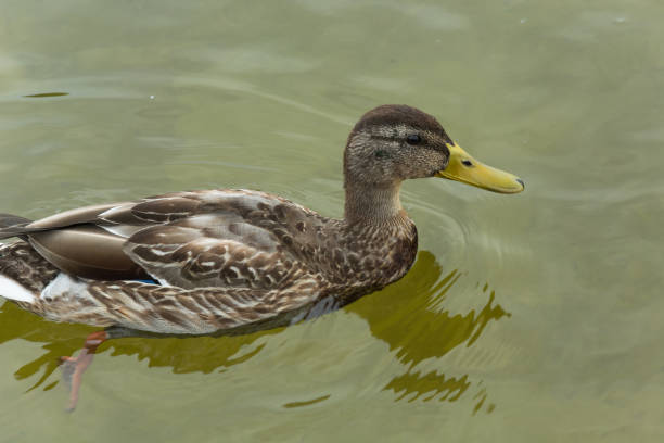 istock Profile of female mallard duck - closeup 1128213437