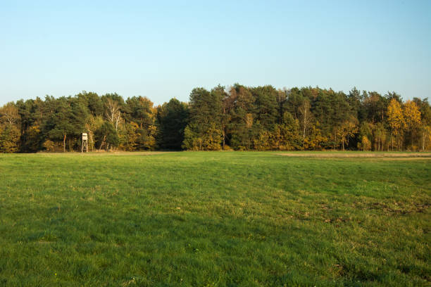 istock A large meadow, autumn forest and clear sky 1128213442