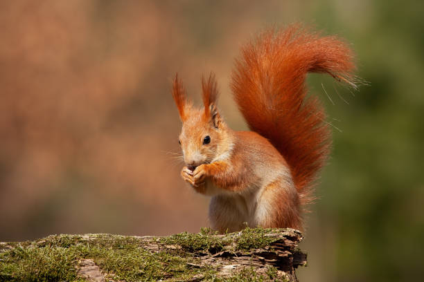 istock Eurasian red squirrel, sciurus vulgaris, in autumn forest in warm light. 1128213707