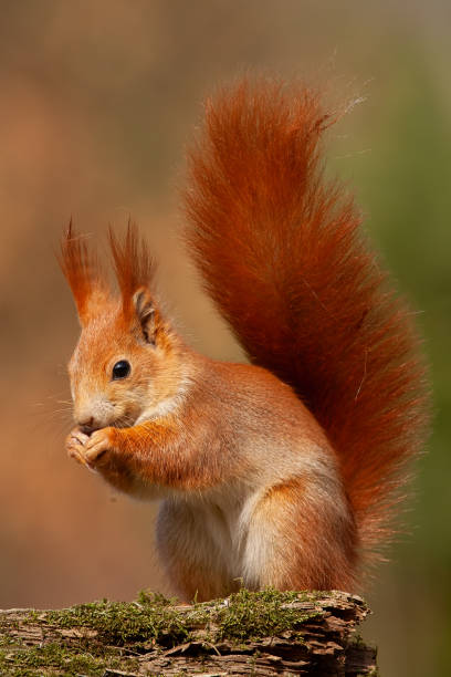 istock Eurasian red squirrel, sciurus vulgaris, in autumn forest in warm light. 1128213724