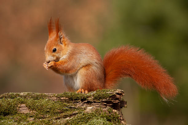istock Eurasian red squirrel, sciurus vulgaris, in autumn forest in warm light. 1128213758