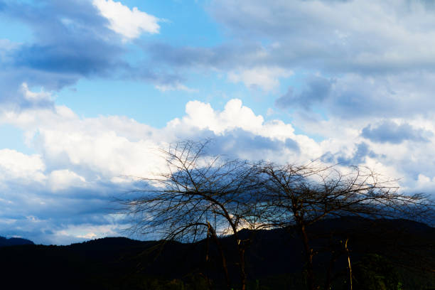 dry twigs with the cloud sky - famous place appalachian mountains autumn awe imagens e fotografias de stock