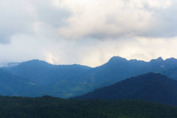 Fog, Forest, Meadow, Cloud