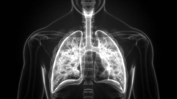 sistema respiratorio humano pulmones anatomía - human trachea fotografías e imágenes de stock