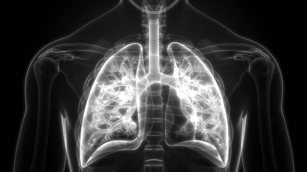 istock Human Respiratory System Lungs Anatomy 1128216869