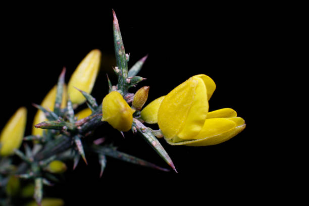 Thorns in bloom Among the thorns lies the beauty of yellow flowers crescimento stock pictures, royalty-free photos & images