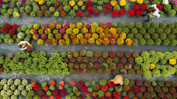 champ de la fleur par dessus - garden center flower women plant photos et images de collection