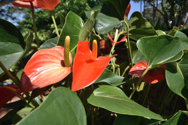 istock Red Anthurium in the Dalat Flower Park 1128219257