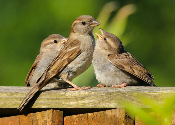 huismus (passer domesticus) - house sparrow stockfoto's en -beelden
