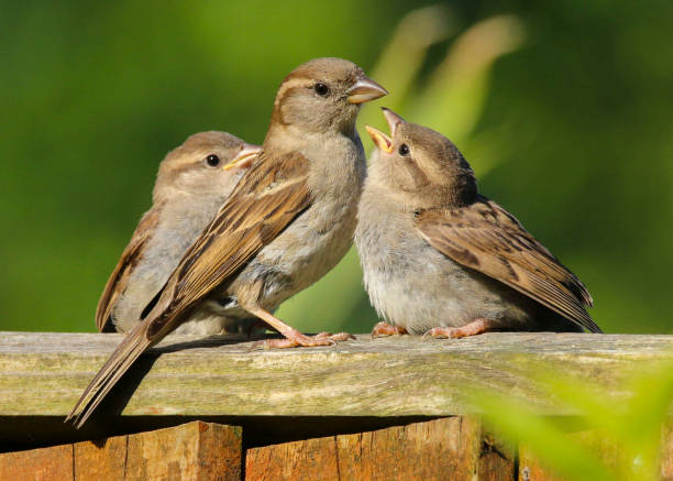 pardal (passer domesticus) - photography tree perching animals in the wild - fotografias e filmes do acervo