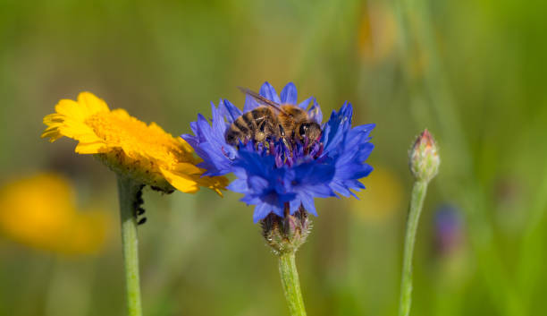 Bee in blue bloom Bee in blue blossom beesting cake stock pictures, royalty-free photos & images
