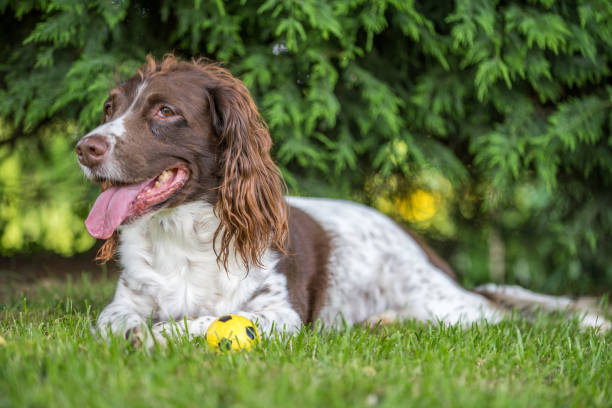 istock Brown and white springer spaniel laying down on the grass in the park. 1128226119