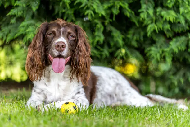 Brown and white springer spaniel laying down on the grass with a ball in the park.