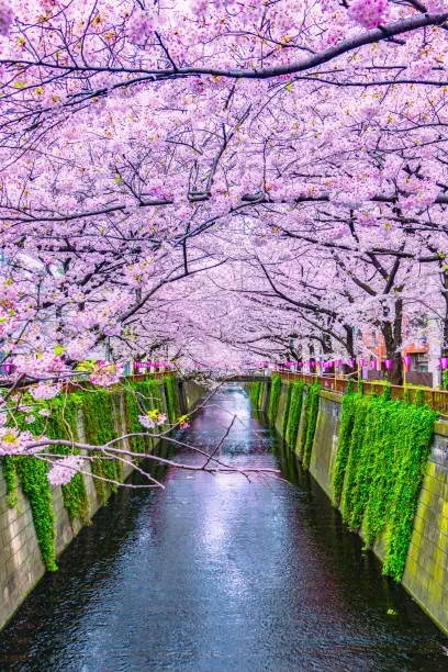 Beautiful Sakura or cherry blossoms spring Meguro River in Tokyo Japan