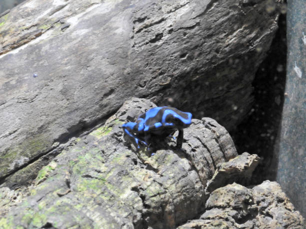 istock Blue and Black Poison Dart Frog 1128226479
