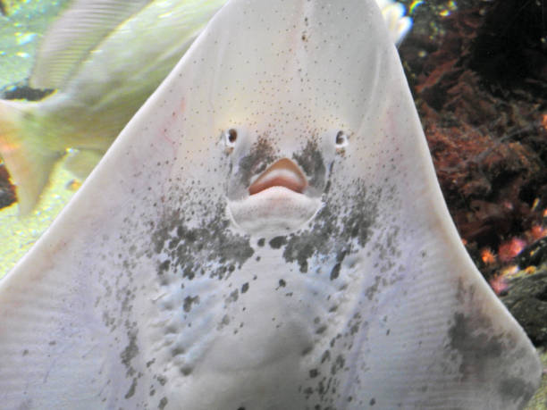 Rayfish 얼굴 가오리상목에 대한 스톡 사진 및 기타 이미지 - 가오리상목, 귀여운, 꼬리 - Istock
