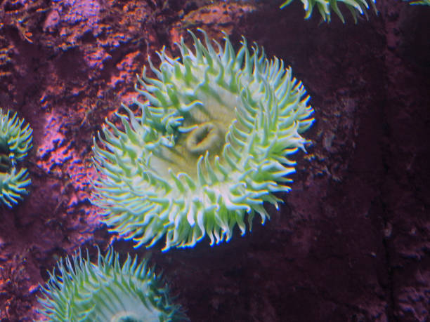 istock Giant Green Anemone 1128226666