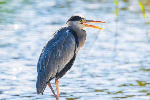 istock Great blue heron Ardea herodias hunting in a lake 1128226731