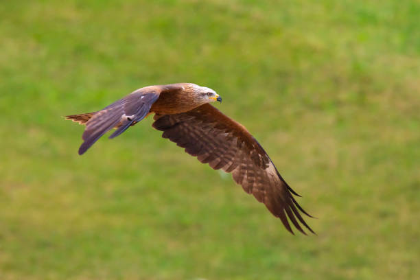 istock Black kite Milvus migrans in flight hunting 1128226735