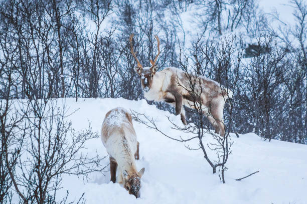 Scandinavian wild male and female reindeer or caribou standing in a forest with snow Scandinavian wild male and female reindeer or caribou standing in a forest with snow in the mountains during winter season. roe deer frost stock pictures, royalty-free photos & images