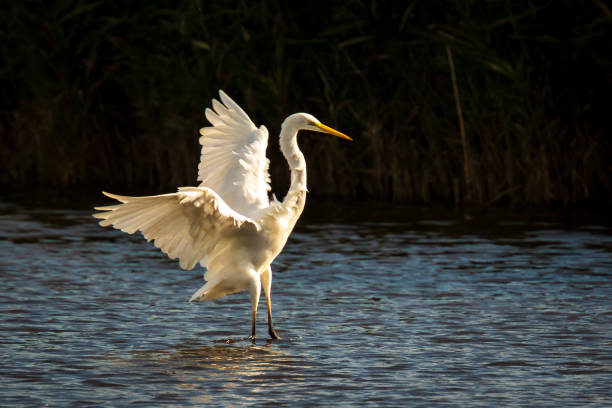 istock Great egret Ardea alba waterfowl closeup 1128226784
